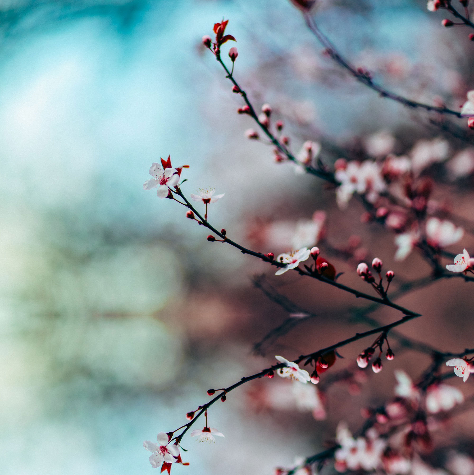 正韬机构,人面桃花